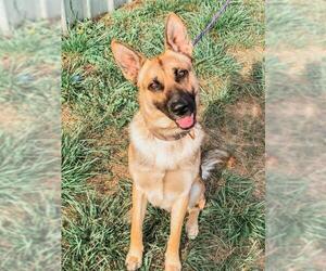 German Shepherd Dog Dogs for adoption in Peachtree City, GA, USA