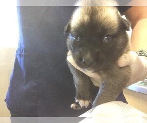 German Shepherd Dog-Unknown Mix Dogs for adoption in Riverside, CA, USA