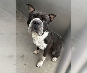 American Pit Bull Terrier-Chinese Shar-Pei Mix Dogs for adoption in San Bernardino, CA, USA
