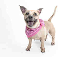 Skye Terrier Dogs for adoption in Orlando, FL, USA