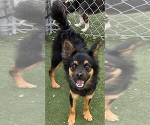 German Shepherd Dog-Unknown Mix Dogs for adoption in Texas City, TX, USA