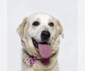 Great Pyrenees-Unknown Mix Dogs for adoption in Santa Barbara, CA, USA