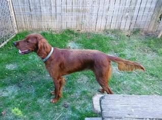Irish Setter Dogs for adoption in Hanover, PA, USA