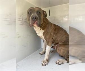 Bullypit Dogs for adoption in Houston, TX, USA