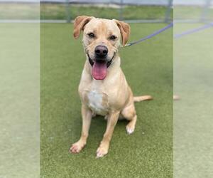 Labrador Retriever-Unknown Mix Dogs for adoption in Naples, FL, USA