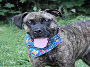 Bullboxer Pit Dogs for adoption in Westminster, MD, USA