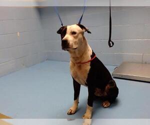American Pit Bull Terrier-Unknown Mix Dogs for adoption in Moreno Valley, CA, USA