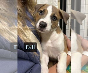 Jack Russell Terrier Dogs for adoption in GILBERTS, IL, USA