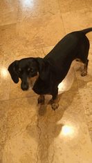 Dachshund Dogs for adoption in Crestview, FL, USA