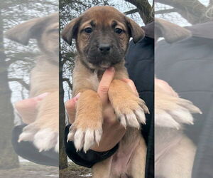 Mastiff-Unknown Mix Dogs for adoption in Clarkston, MI, USA