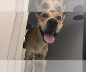 Labrador Retriever Dogs for adoption in Houston, TX, USA