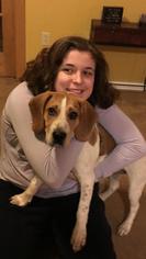 Bagle Hound Dogs for adoption in Gilbertsville, PA, USA