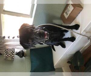 Labrador Retriever-Unknown Mix Dogs for adoption in Denver, CO, USA