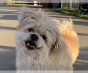 Shiranian Dogs for adoption in Sequim, WA, USA