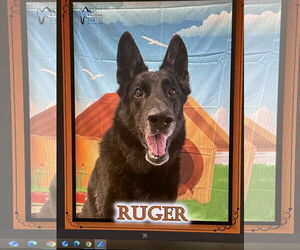 German Shepherd Dog Dogs for adoption in Chandler, AZ, USA