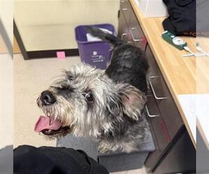 Mutt Dogs for adoption in Denver, CO, USA