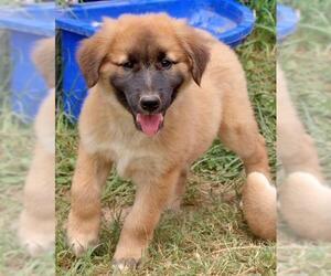 Sheprador Dogs for adoption in Eureka Springs, AR, USA
