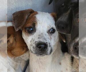 Mutt Dogs for adoption in San Antonio, TX, USA