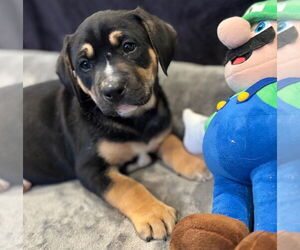 Mutt Dogs for adoption in Canton, CT, USA