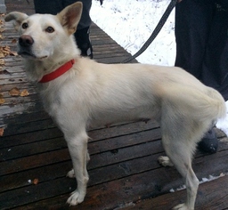 Alaskan Husky-Unknown Mix Dogs for adoption in Wasilla, AK, USA