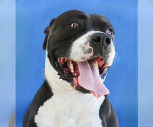 American Staffordshire Terrier Dogs for adoption in Pasadena, CA, USA