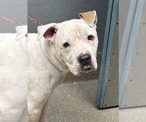 American Pit Bull Terrier-Unknown Mix Dogs for adoption in Las Vegas, NV, USA