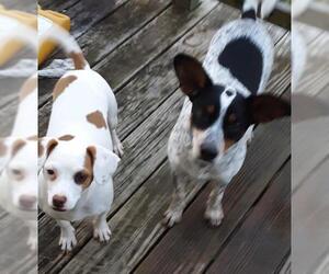 Jack-Rat Terrier Dogs for adoption in Harrison, AR, USA