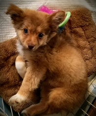 Pomeranian-Unknown Mix Dogs for adoption in Kenner, LA, USA