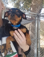 Chihuahua-Unknown Mix Dogs for adoption in Clearlake, CA, USA