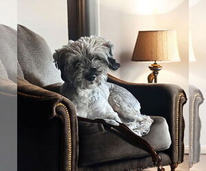 Mutt Dogs for adoption in Menifee, CA, USA