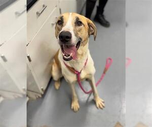 Great Pyrenees Dogs for adoption in Peoria, IL, USA