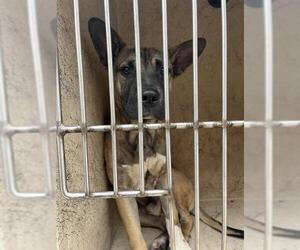 German Shepherd Dog-Unknown Mix Dogs for adoption in Oklahoma City, OK, USA