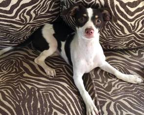 Jack-Rat Terrier Dogs for adoption in Phoenix , AZ, USA