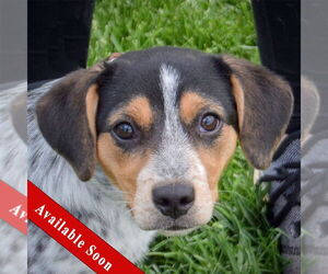 Beagle-Unknown Mix Dogs for adoption in Huntley, IL, USA