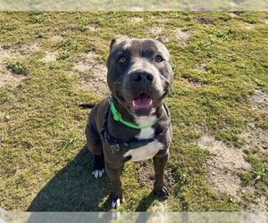 American Pit Bull Terrier Dogs for adoption in Orange, CA, USA