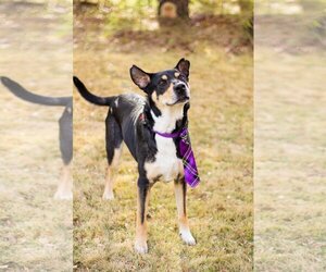 Australian Kelpie-Unknown Mix Dogs for adoption in Weatherford, TX, USA