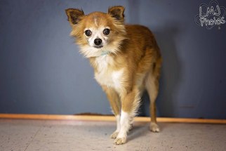 Chiranian Dogs for adoption in Pryor, OK, USA