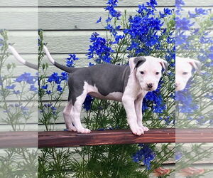 American Pit Bull Terrier-Pointer Mix Dogs for adoption in Winter Park, CO, USA