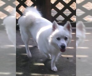 American Eskimo Dog-Unknown Mix Dogs for adoption in Pikesville, MD, USA