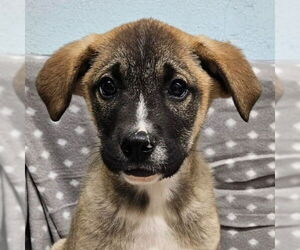 Mutt Dogs for adoption in Lake Forest, CA, USA