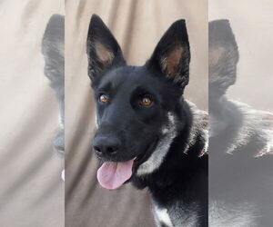 German Shepherd Dog Dogs for adoption in Pasadena, CA, USA