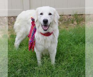 Great Pyrenees-Unknown Mix Dogs for adoption in San Antonio, TX, USA