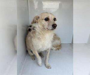 Chihuahua Dogs for adoption in Houston, TX, USA