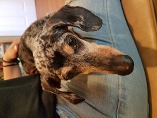 Dachshund Dogs for adoption in Templeton, CA, USA