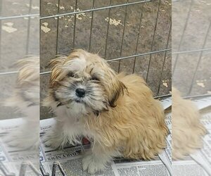 Zuchon Dogs for adoption in Mukwonago, WI, USA