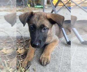 Mutt Dogs for adoption in Stockton, CA, USA