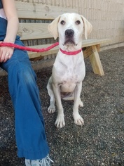 Small Labrador Retriever Mix