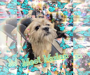 Care-Tzu Dogs for adoption in Pipe Creek, TX, USA