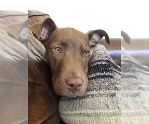 American Pit Bull Terrier Dogs for adoption in Louisville, KY, USA