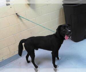 Labrador Retriever-Unknown Mix Dogs for adoption in Tulsa, OK, USA